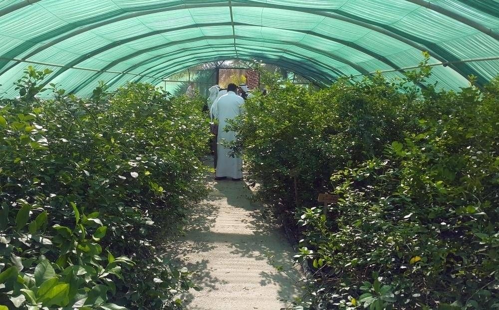 مسار سياحي للومي الحساوي