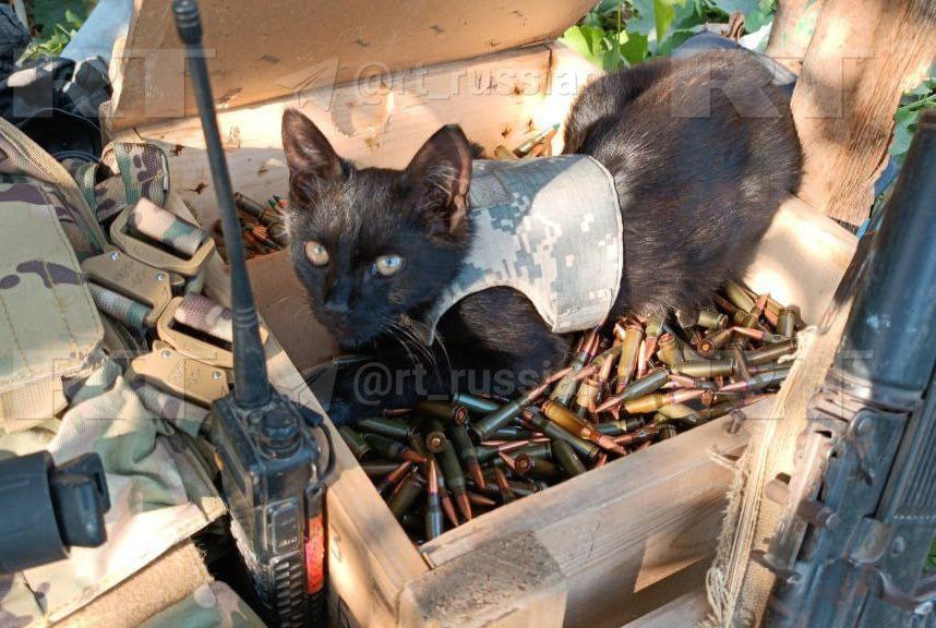 ديزل قط مقاتل بسترة مضادة للرصاص يخدم مع الجيش الروسي.. شاهد