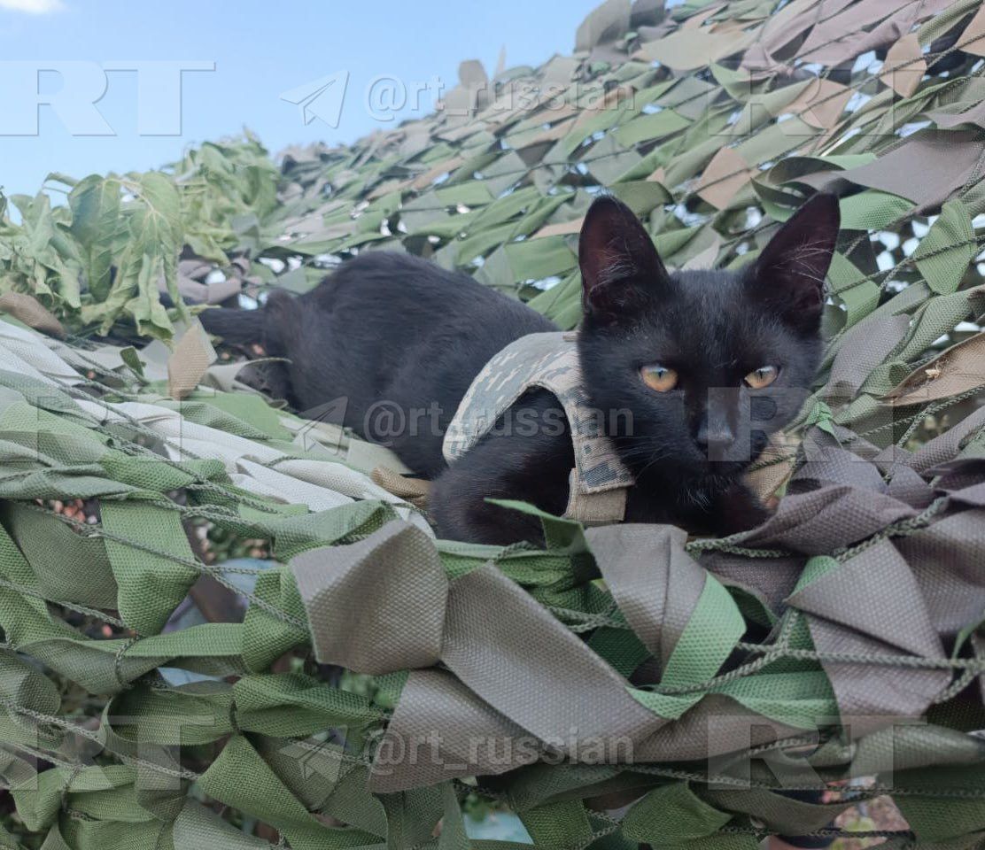 ديزل قط مقاتل بسترة مضادة للرصاص يخدم مع الجيش الروسي.. شاهد