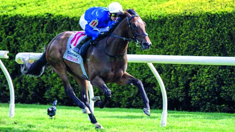 الامارات | ثنائي غودولفين «ميجرد تايم» و«سيلفر  نوت» يطلبان لقب «سورد دانسر» الأميركي