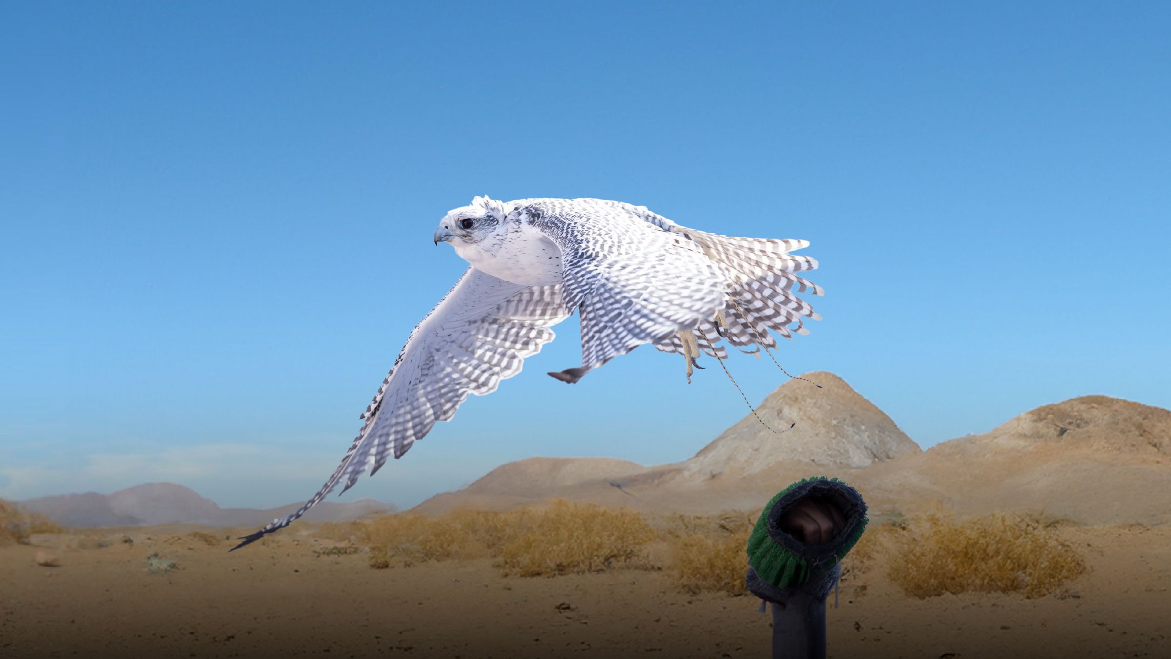 الامارات | بتوجيهات حمدان بن زايد.. إطلاق "شارة معرض أبوظبي الدولي للصيد والفروسية" للصقور خلال فعاليات دورته الـ21