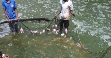 ضوابط فى القانون للحفاظ على الثروة السمكية لضمان زيادة الإنتاجية