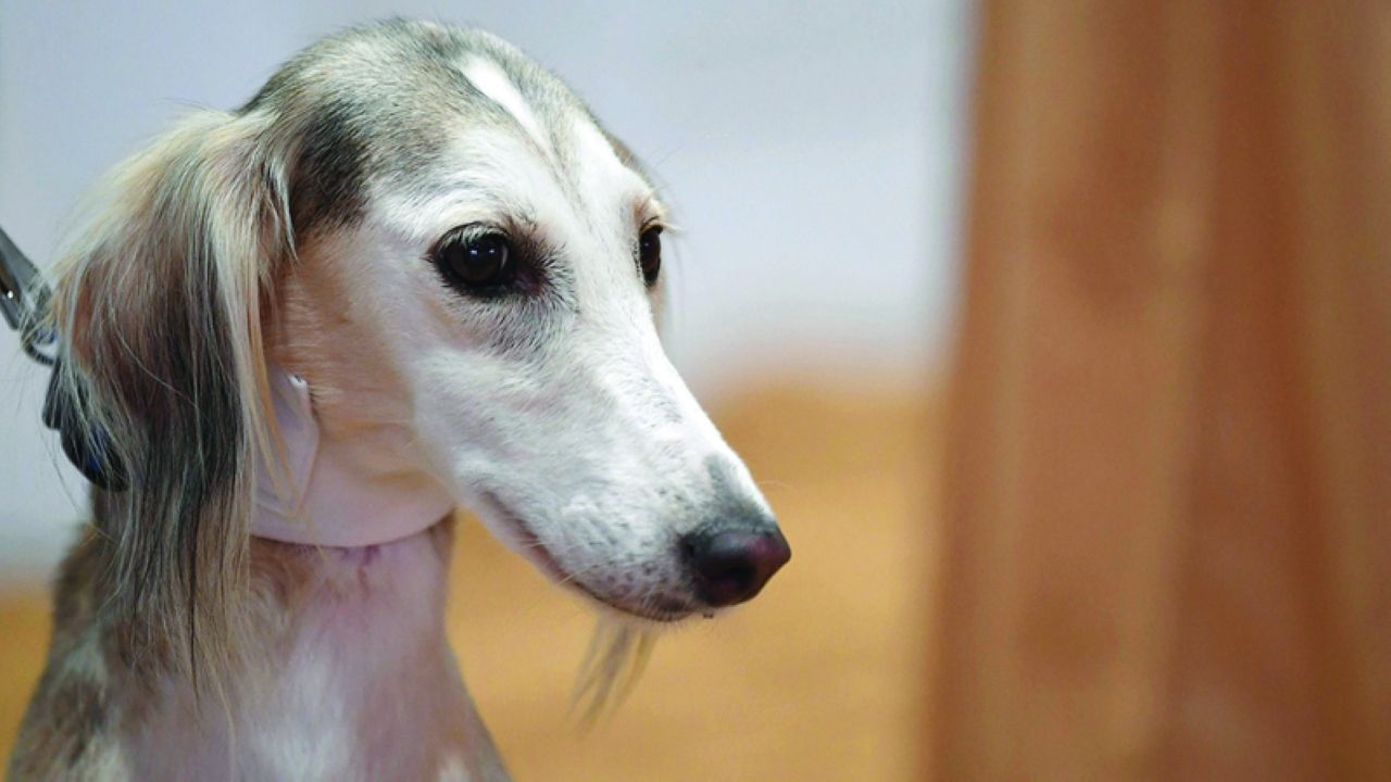 الامارات | عودة مسابقة «السلوقي العربي» في «أبوظبي للصيد والفروسية»