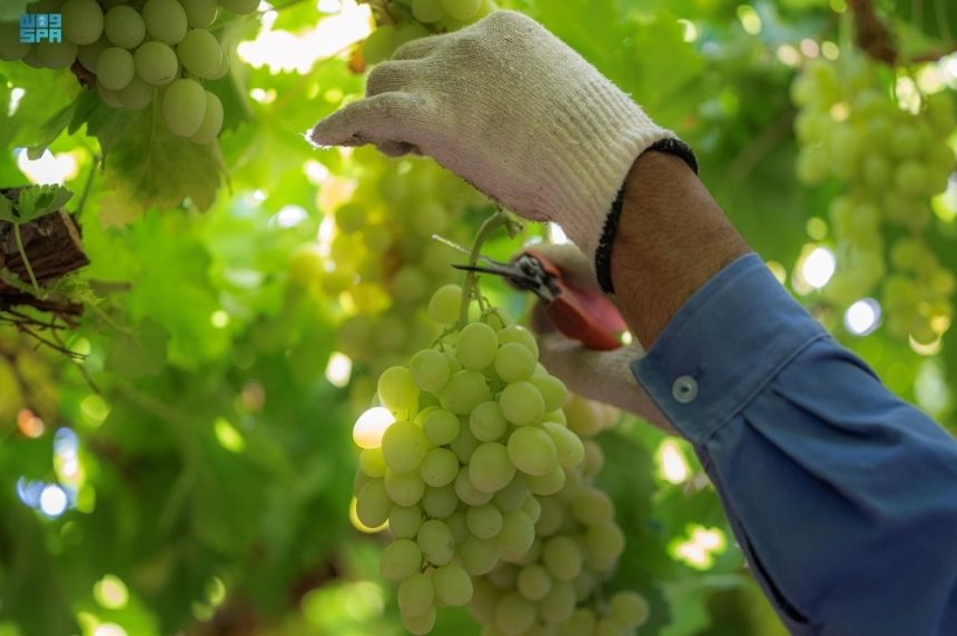 العنب السعودي يحقق قفزة إنتاجية ويتجاوز 110 آلاف طن سنويًا