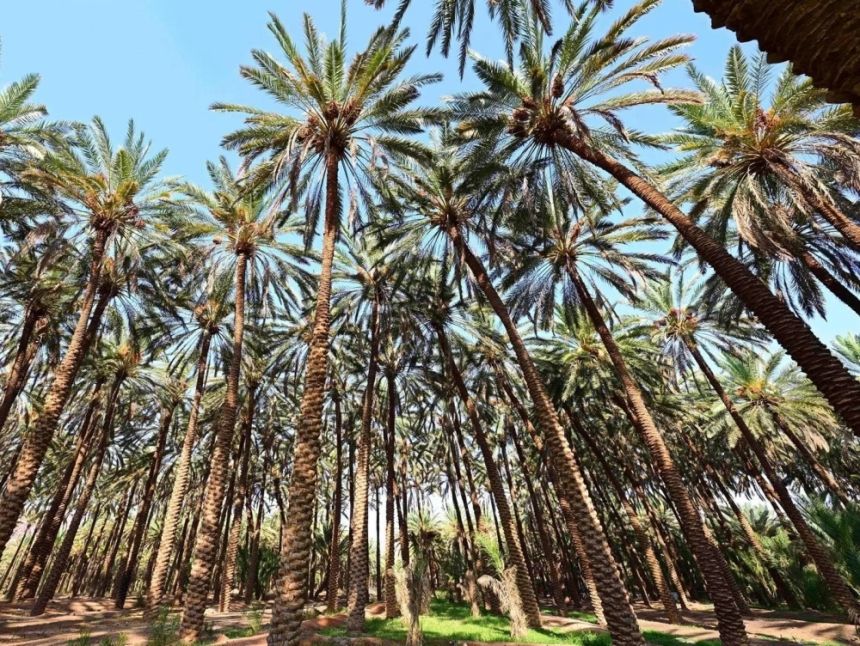 العلا.. أكثر من 3 ملايين نخلة تنتج أجود أنواع التمور