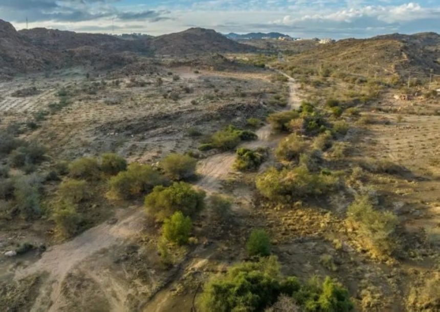 "الغطاء النباتي": بدء استقبال طلبات الاستثمار الموسمي في المتنزهات الوطنية بالرياض