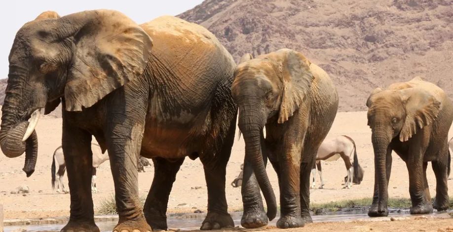 الامارات | بسبب الجوع .. ناميبيا تذبح 83 فيلاً و300 حمار وحشي لإطعام الناس