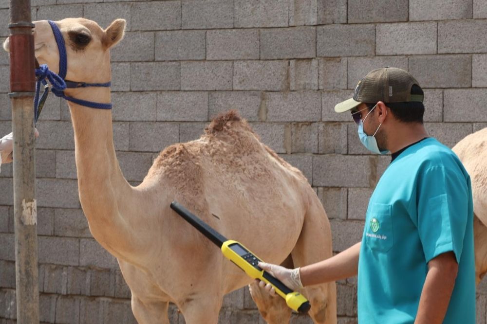 "وقاء": فحص 2513 مطية في مهرجان ولي العهد للهجن بالطائف خلال أسبوعين