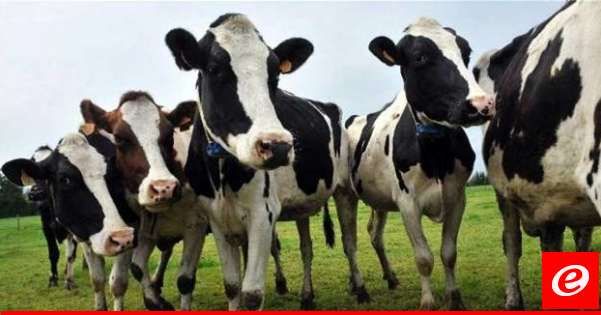 تفشي إنفلونزا الطيور في قطعان الأبقار الحلوب في كاليفورنيا