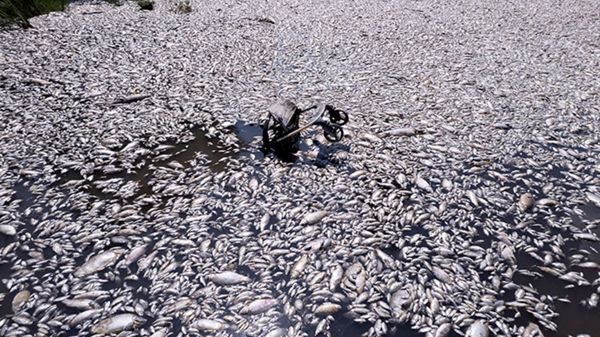 حالة طوارئ في اليونان بعد نفوق أطنان من الأسماك