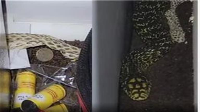 مفاجأة مرعبة.. رجل يجد ثعبانا عملاقا في غرفته (فيديو)