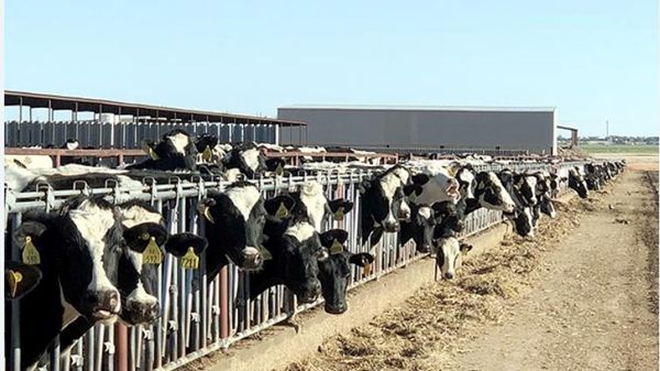 تفشي إنفلونزا الطيور في قطعان الأبقار بكاليفورنيا