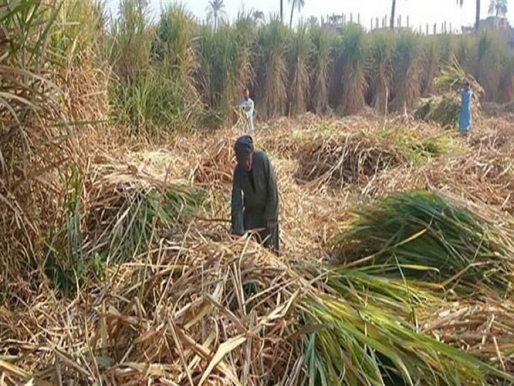 برلماني : رفع سعر توريد المحاصيل السكرية يضمن تحقيق الأمن الغذائي