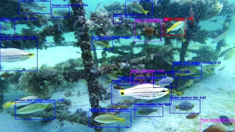 الامارات | تطوير نموذج لكشف الثروة السمكية في الفجيرة