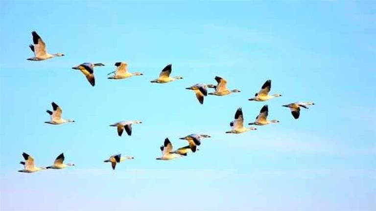 ما هو "أخبث" وأكثر الطيور خداعا في العالم؟.. 20 صورة تكشف