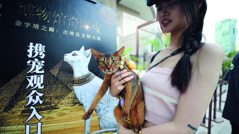 الامارات | «ليلة مواء» للقطط في معرض للآثار المصرية بشنغهاي