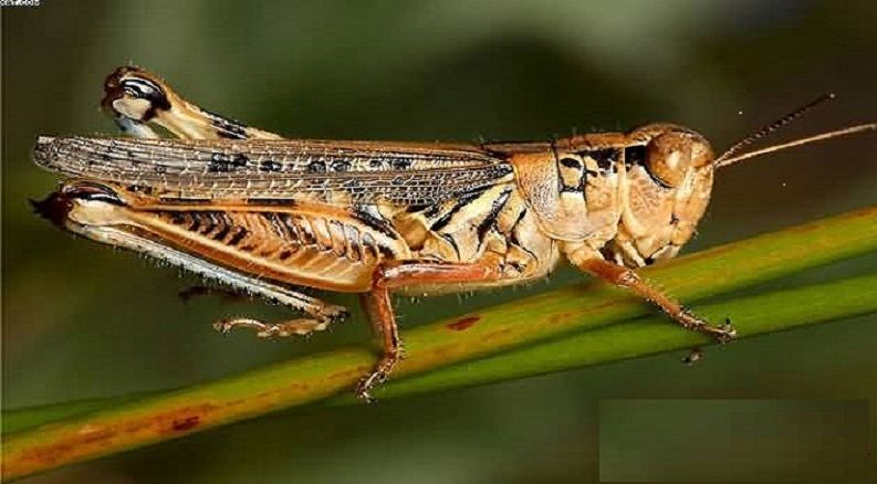 وقاية النبات بالنيل الأبيض تعلن جاهزيتها لمكافحة افتي الجراد والطيور