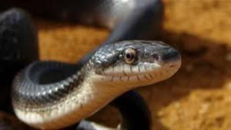 هجوم ثعبان على بلوجر وهذا ما حدث (فيديو)