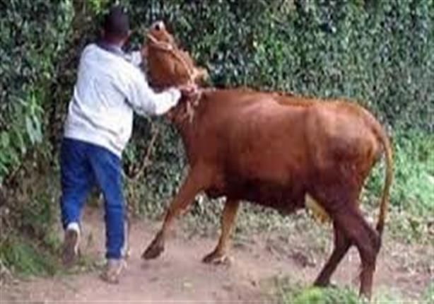 قبل بيعها بالأسواق.. القبض على لصوص سرقة المواشي في قنا