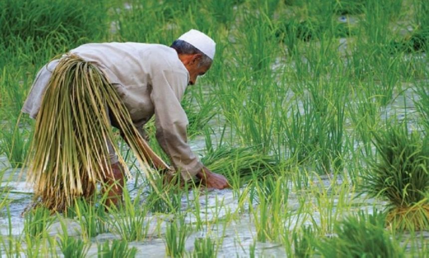 بسبب شح المياه.. العراق يبتكر طرق ري حديثة للأرز