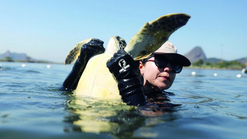 الامارات | تحسن المياه ينعكس على صحة السلاحف البحرية بالبرازيل