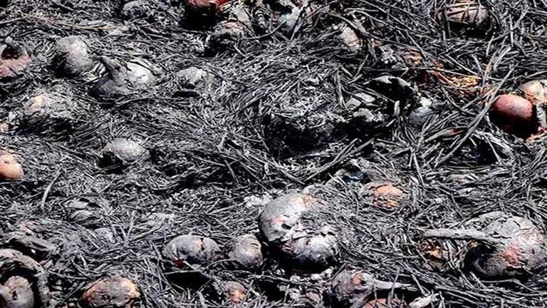 حريق يلتهم محصول 11 فدان بصل في الدقهلية - صور