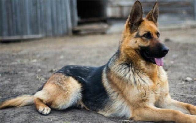 حجز سيدة وموظفيها بتهمة إطلاق كلب على مواطن