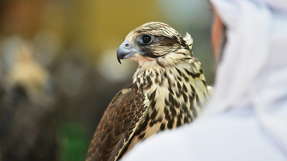 «الصيد والفروسية».. إبداعات فنية عالمية تحتفي بالتراث