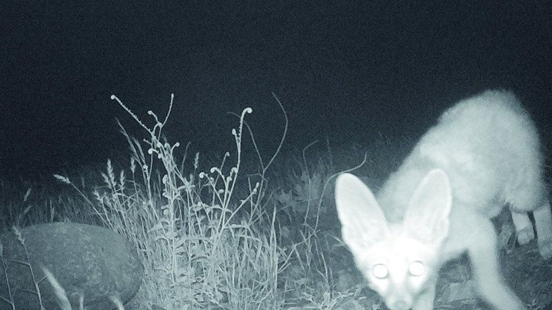 الامارات | كاميرات «راقب الطبيعة» ترصد ثعلب بلانفورد في وادي الوريعة