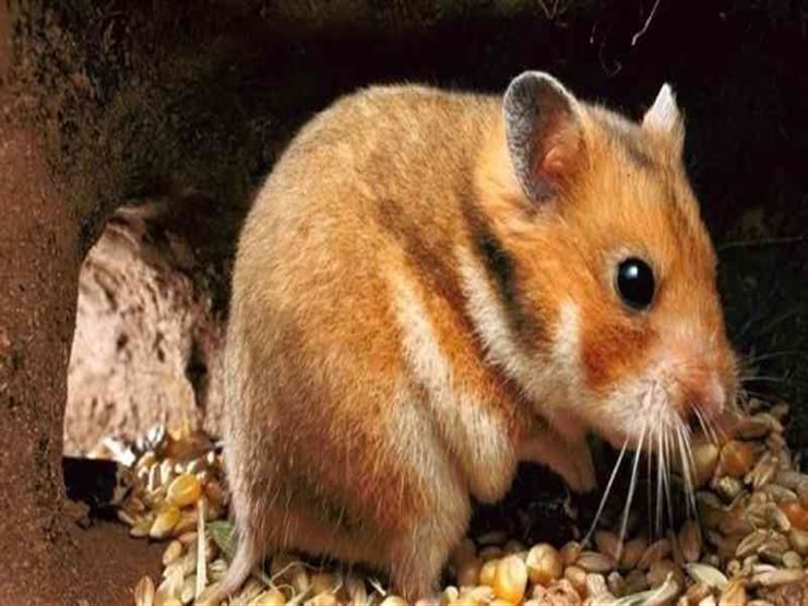 فأر يتسبب في انفجار منزل ومقتل طفلين.. لن تتوقع ما فعله