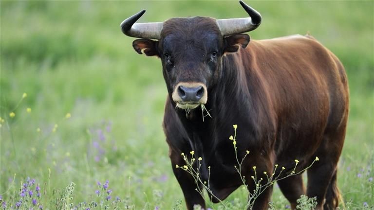 المعازيم اتصدموا.. حفل زفاف يتحول لكارثة.. لن تتوقع ما حدث