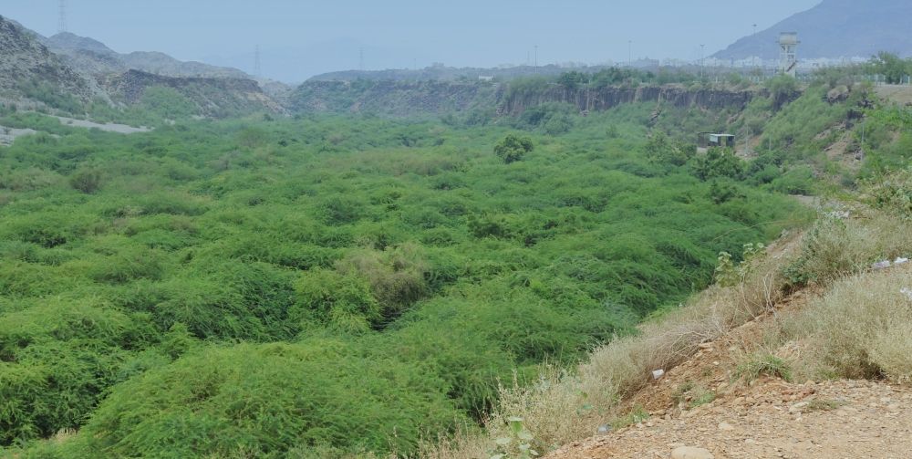 انتهاء المرحلة الأولى من مشروع دراسة النباتات الغازية بالمملكة