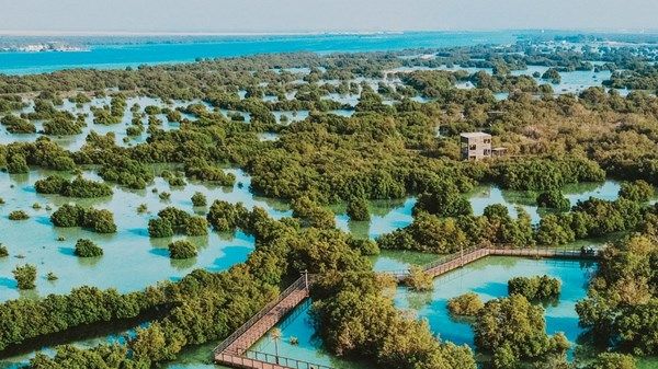 بالتزامن مع عام الاستدامة.. "البيئة – أبوظبي" تنظم المؤتمر الدولي لصون أشجار القرم وتنميتها