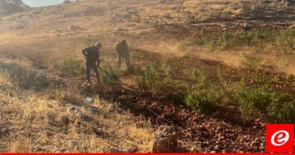الجيش: توقيف 3 أشخاص وإتلاف 8 دونمات مزروعة بالحشيشة