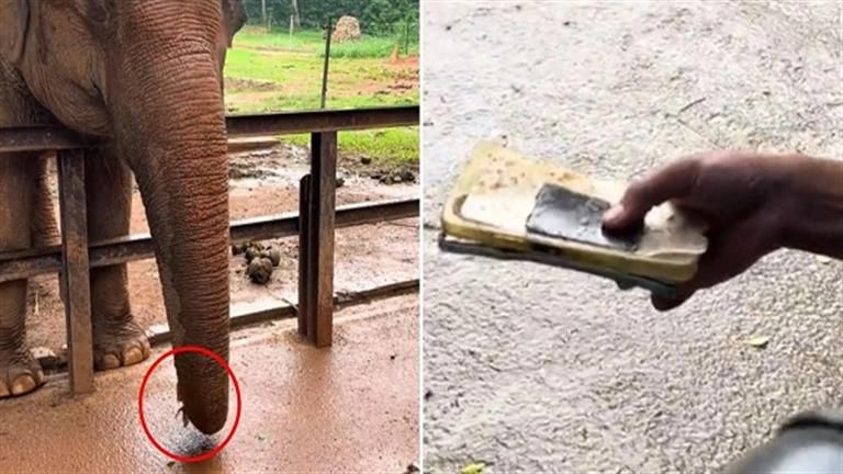 فيل يسرق هاتف زائر في حديقة حيوان.. لن تصدق ماذا فعل بعدها؟