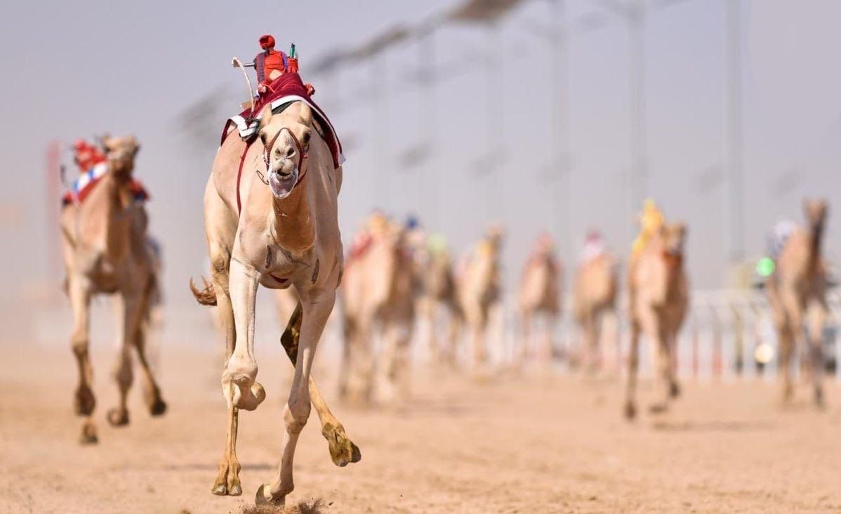 نائب أمير مكة يُتوج الفائزين في مهرجان ولي العهد للهجن بالطائف
