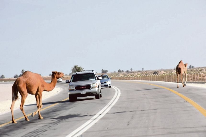 كود الطرق السعودي.. معايير موحدة لمعابر الحيوانات البرية والجمال
