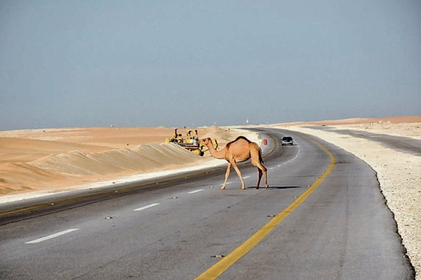 كود الطرق السعودي.. معايير موحدة لمعابر الحيوانات البرية والجمال
