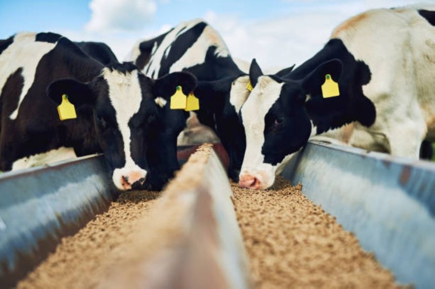 100 ألف ريال الأكبر.. عقوبات 36 مخالفة لـ "مختبرات تحليل الأعلاف"