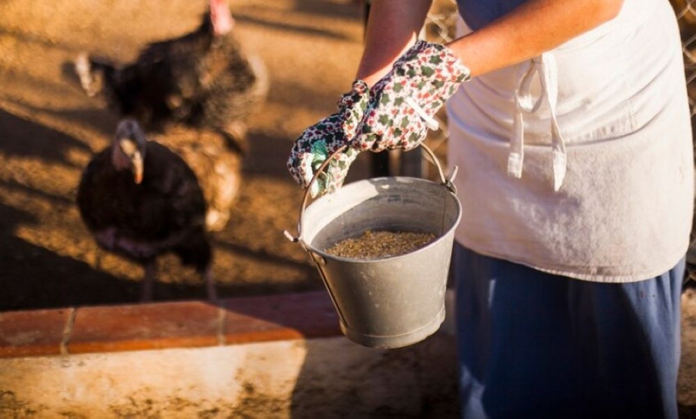 100 ألف ريال الأكبر.. عقوبات 36 مخالفة لـ "مختبرات تحليل الأعلاف"