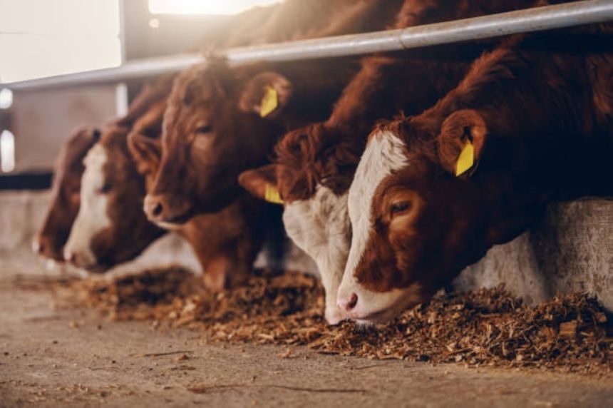 100 ألف ريال الأكبر.. عقوبات 36 مخالفة لـ "مختبرات تحليل الأعلاف"