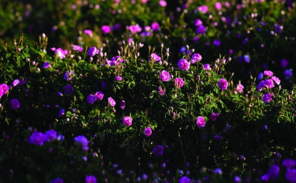 فرص عمل وحوافز.. المملكة تعلن توطين زراعة وإنتاج الورد