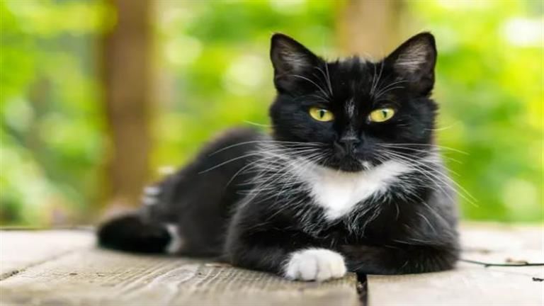 قطة تعود للحياة بعد 4 أيام من وفاتها- لن تتخيل ما حدث