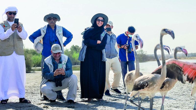 الامارات | إنقاذ وإعادة إطلاق 10 من طيور الفلامنغو في محمية الوثبة