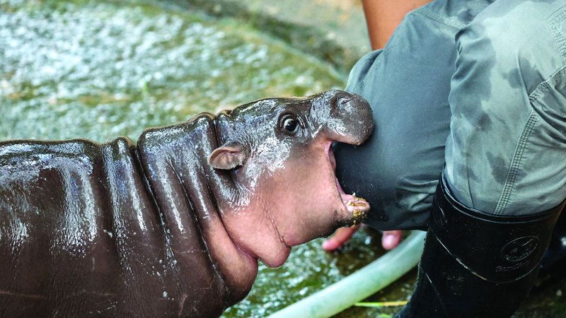 الامارات | «فرس النهر النجمة» تثير ضجة على المنصات.. لها ملايين المعجبين