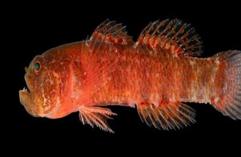 الخليج اليوم .. اكتشاف "القزم الغاضب" قبالة السواحل السعودية!