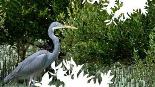 إطلاق الدليل الإرشادي لإعادة تأهيل أشجار القرم في دولة الإمارات