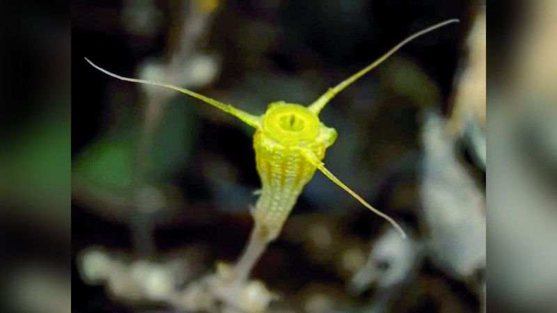 الامارات | يشبه كأساً ذهبية.. اكتشاف نبات جديد في الصين