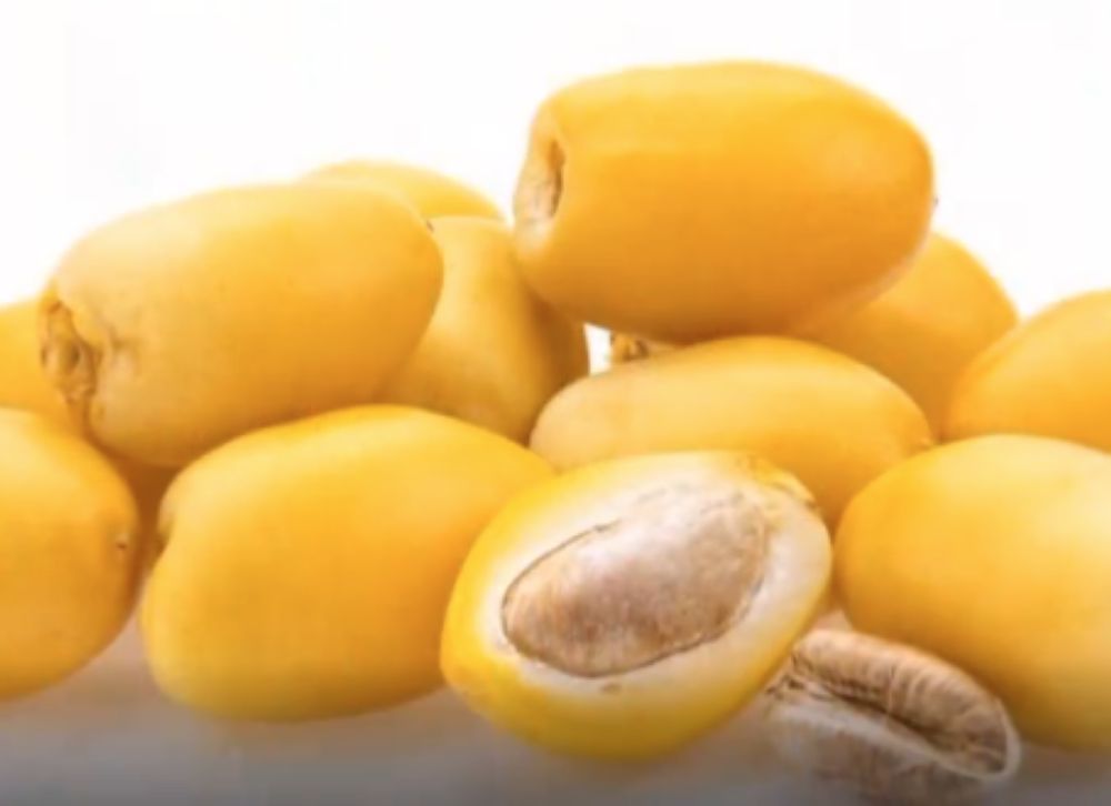 "الإرشاد الزراعي": تخزين الرطب في مرحلة "البسر" يعزز فرص التصدير للأسواق العالمية