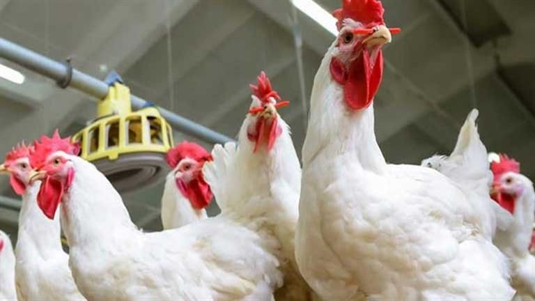 أسعار الدواجن ترتفع بالأسواق اليوم الجمعة (موقع رسمي)